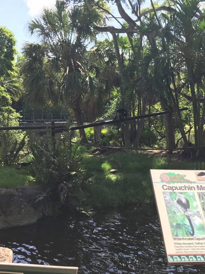 Tropics of the Americas- Capuchin