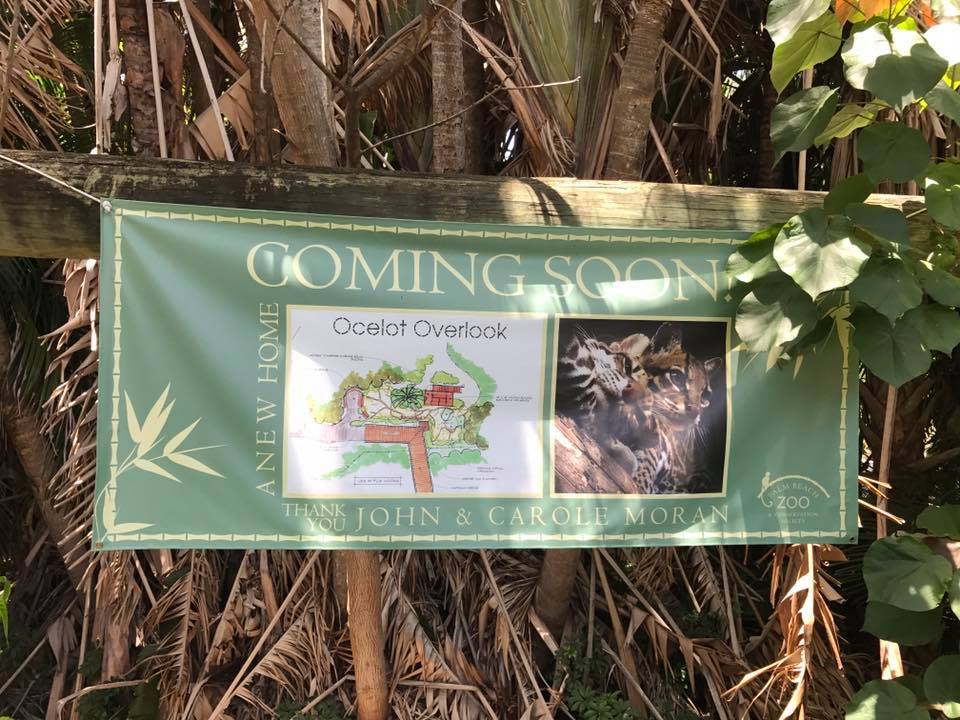 Tropics of the Americas- Future Ocelot Habitat