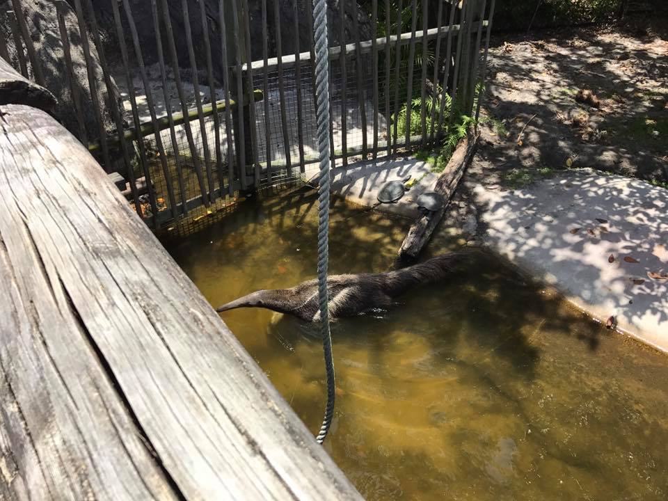 Tropics of the Americas- Giant Anteater/Cavy