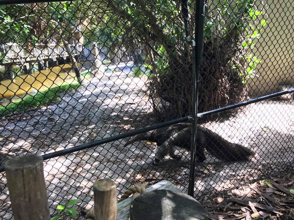Tropics of the Americas- Giant Anteater/Cavy