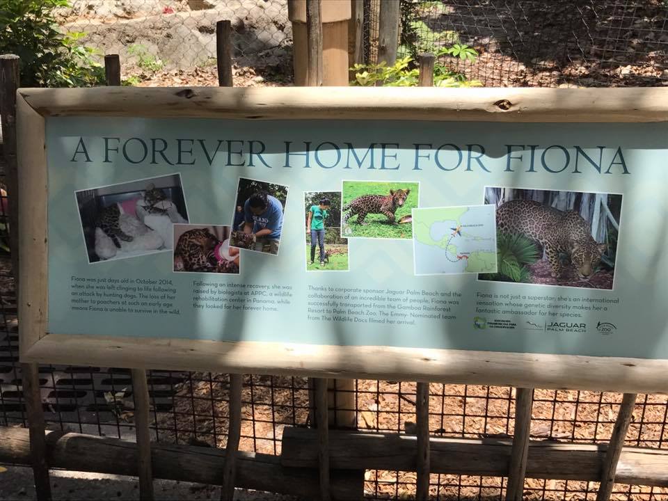 Tropics of the Americas- Jaguar