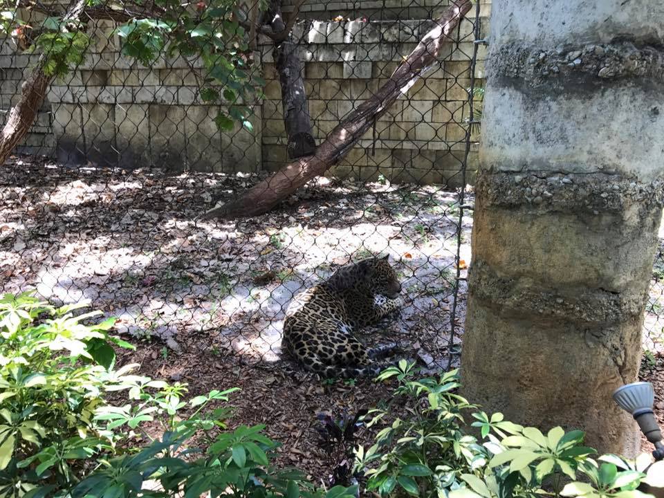 Tropics of the Americas- Jaguar