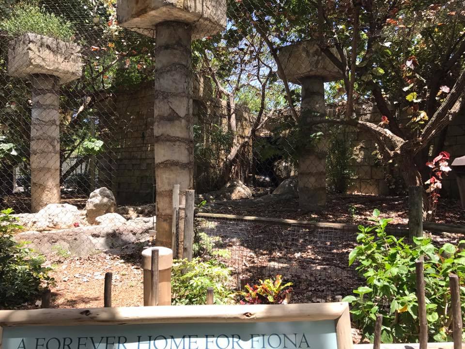 Tropics of the Americas- Jaguar