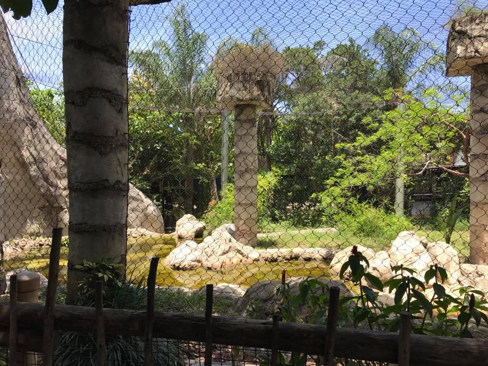 Tropics of the Americas- Jaguar