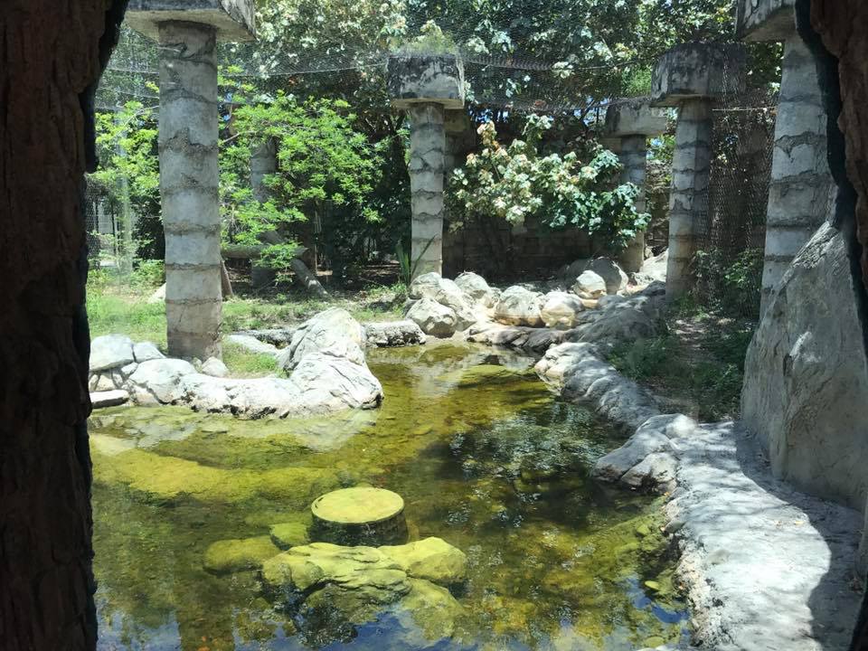 Tropics of the Americas- Jaguar