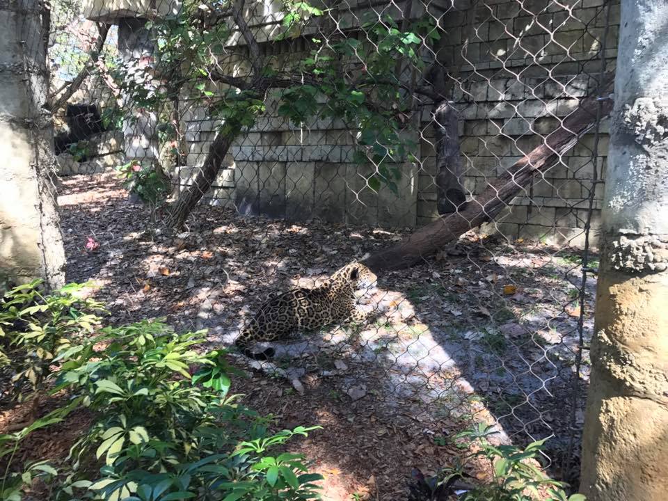 Tropics of the Americas- Jaguar