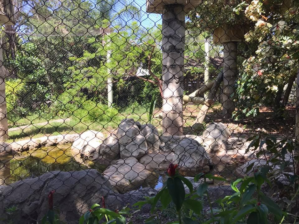 Tropics of the Americas- Jaguar