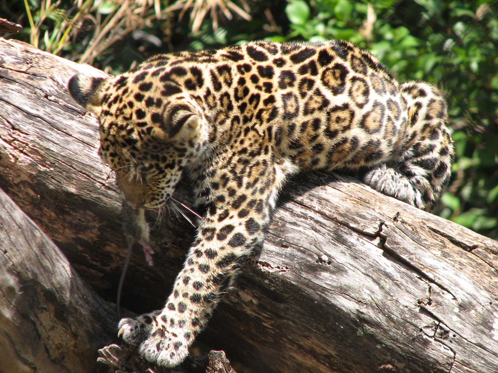 Tropics of the Americas Jaguar