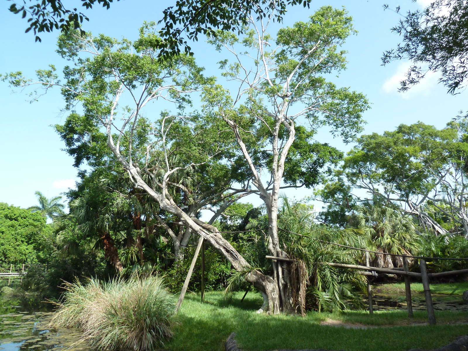 Tropics of the Americas - Mexican Spider Monkey Exhibit