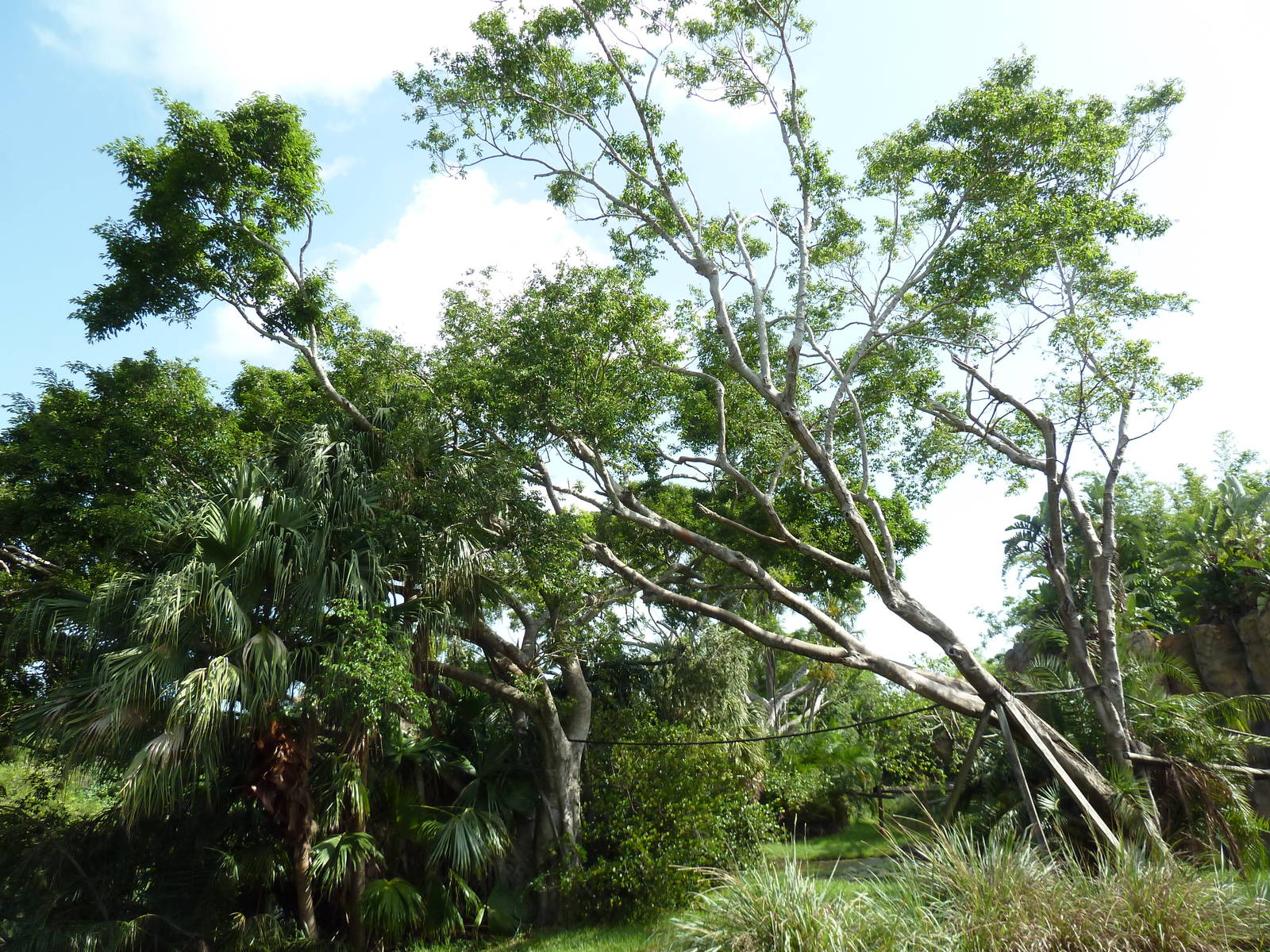 Tropics of the Americas - Mexican Spider Monkey Exhibit