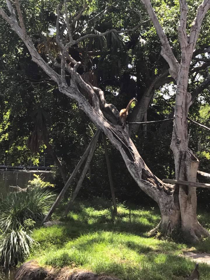 Tropics of the Americas- Spider Monkey