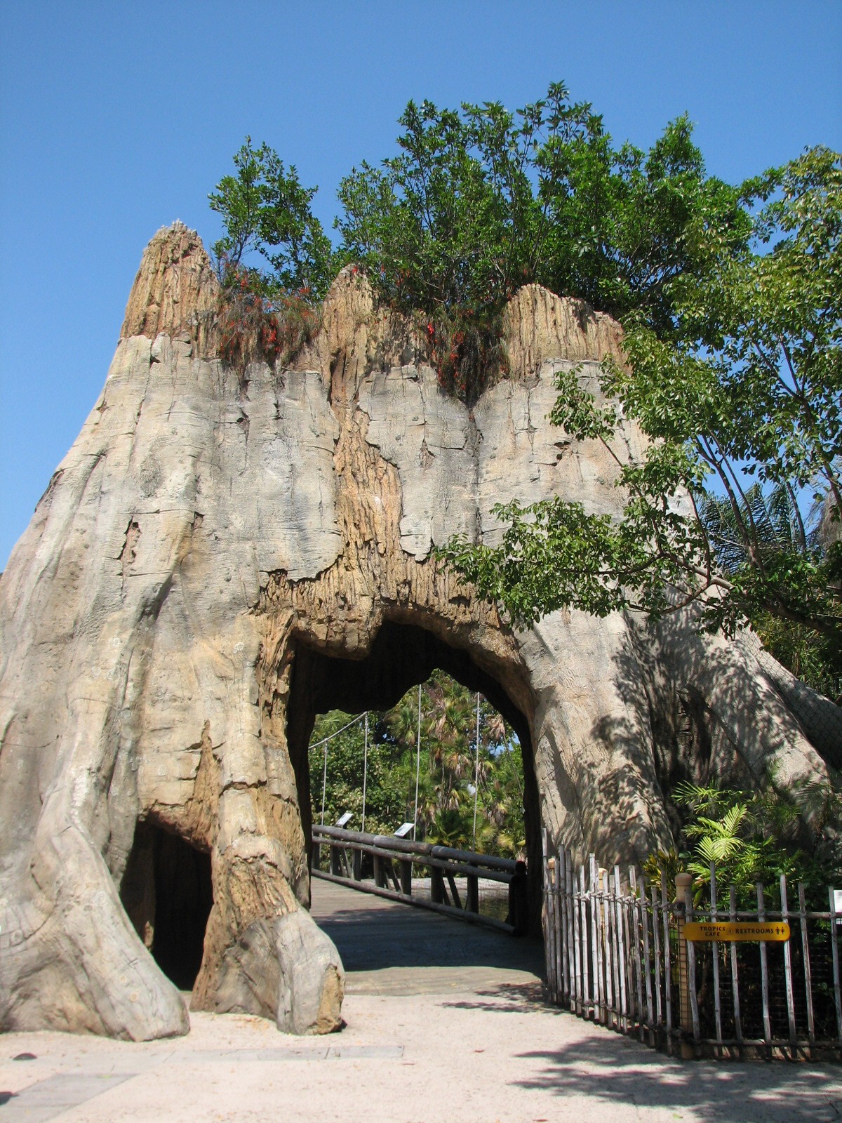 Tropics of the Americas Tree