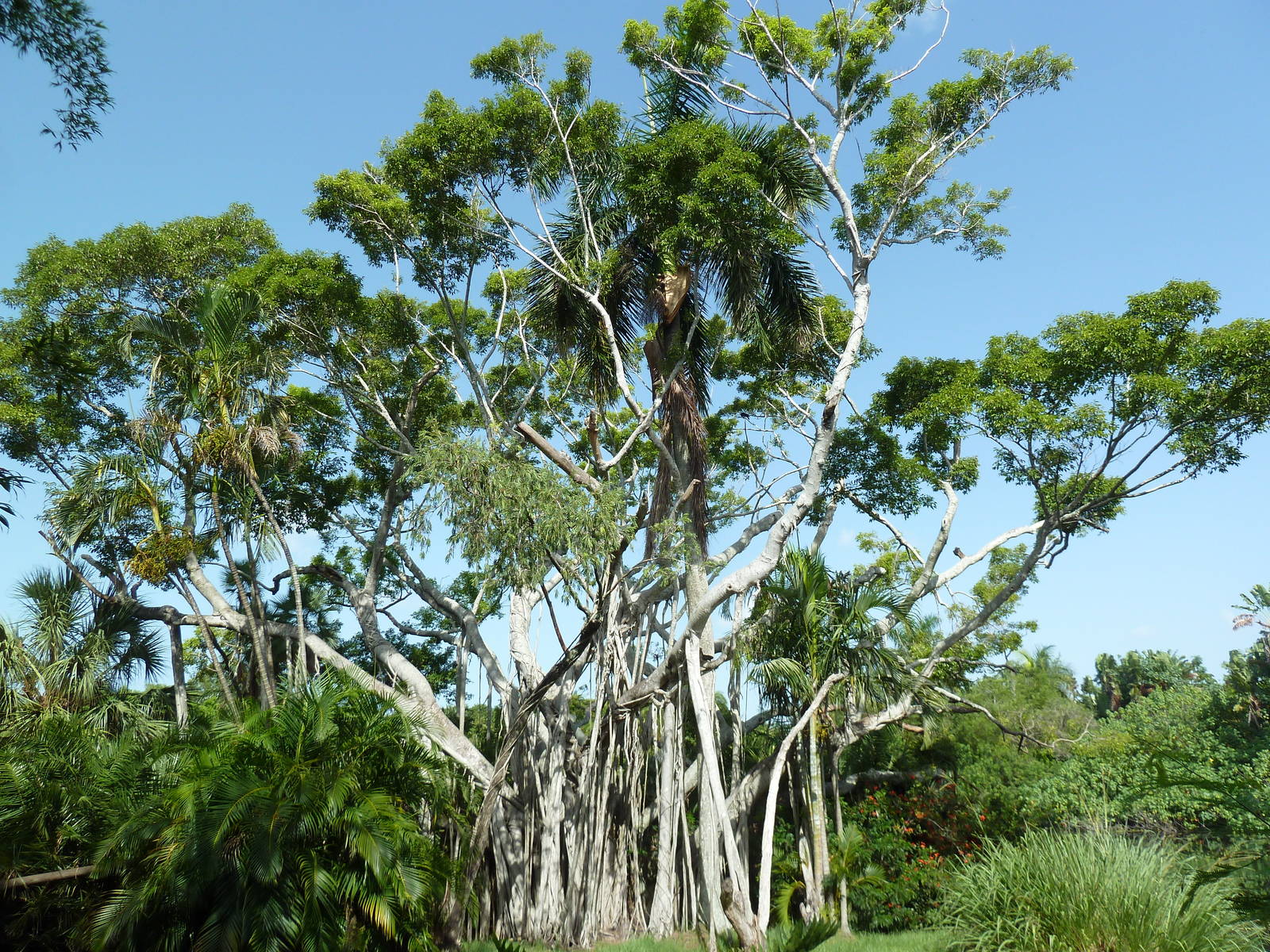 Tropics of the Americas - White-Throated Capuchin Exhibit (Simple + Outstan