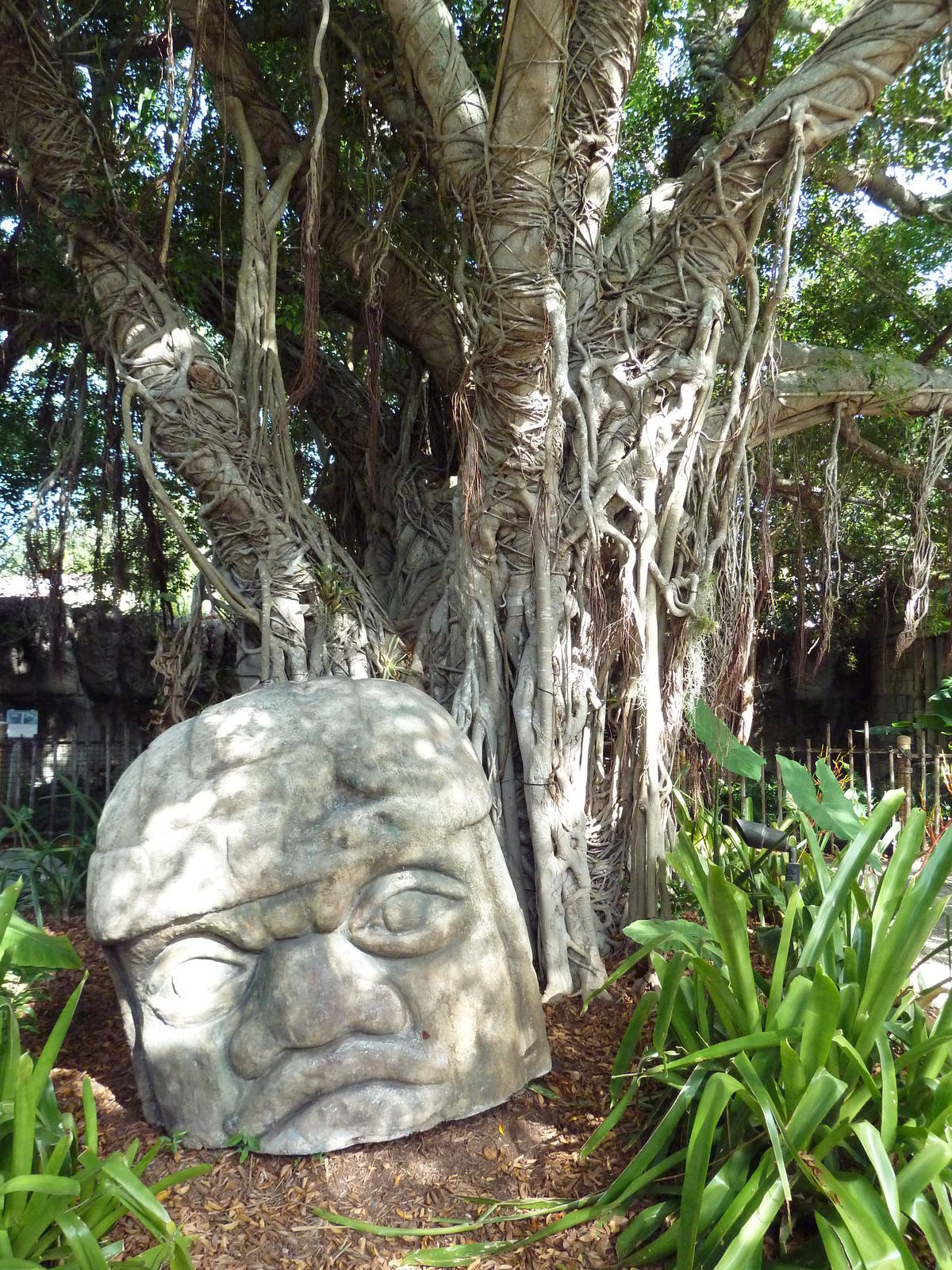 Tropics of the Americas