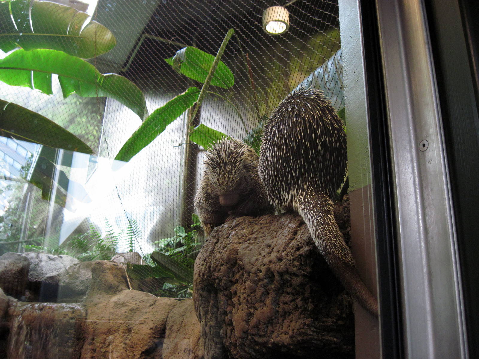 Tropics-Prehenile-tailed Porcupine