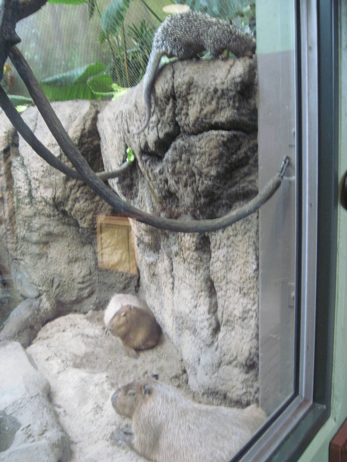 Tropics-Prehensile-tailed Porcupine and Capybaras