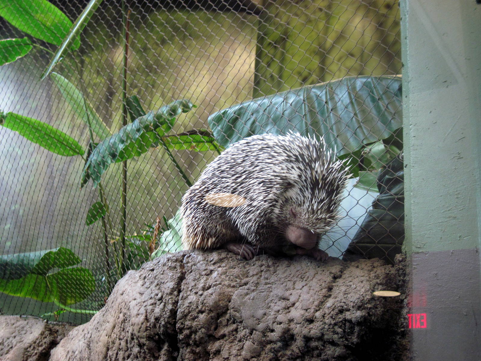 Tropics-Prehensile-tailed Porcupine