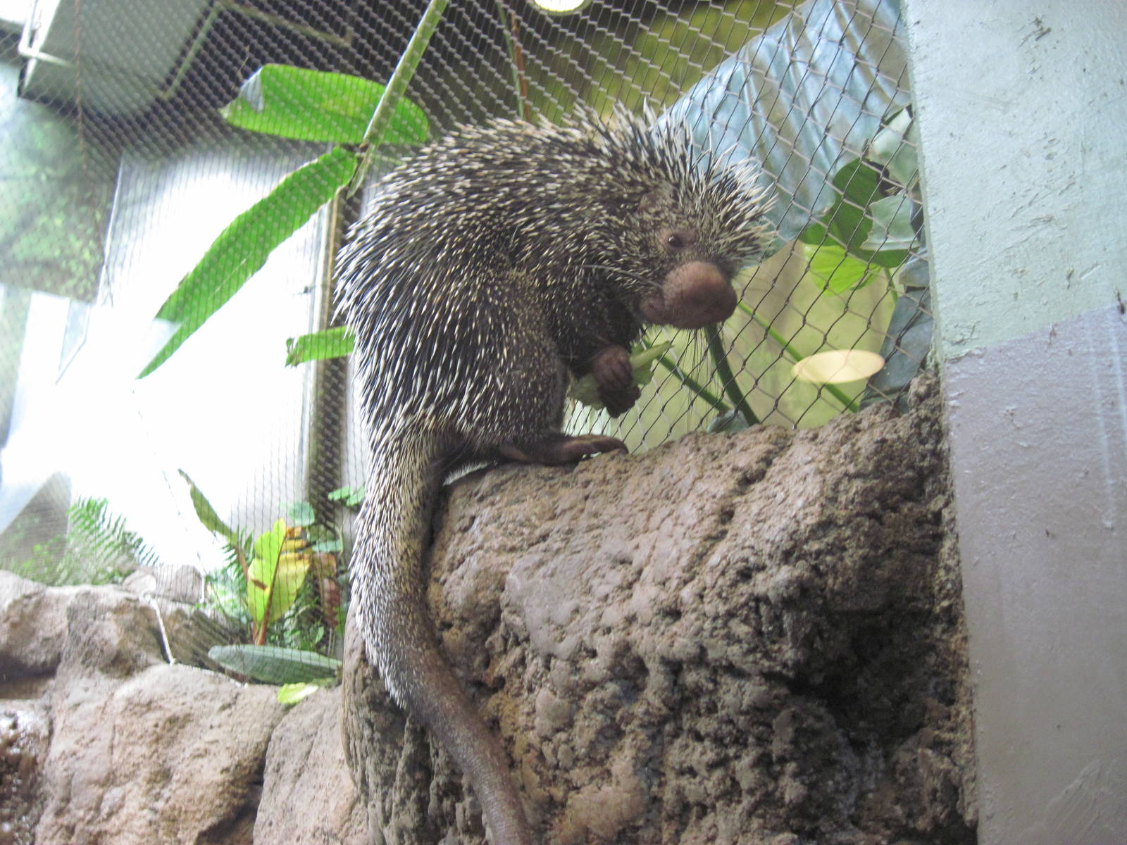 Tropics-Prehensile-tailed Porcupine