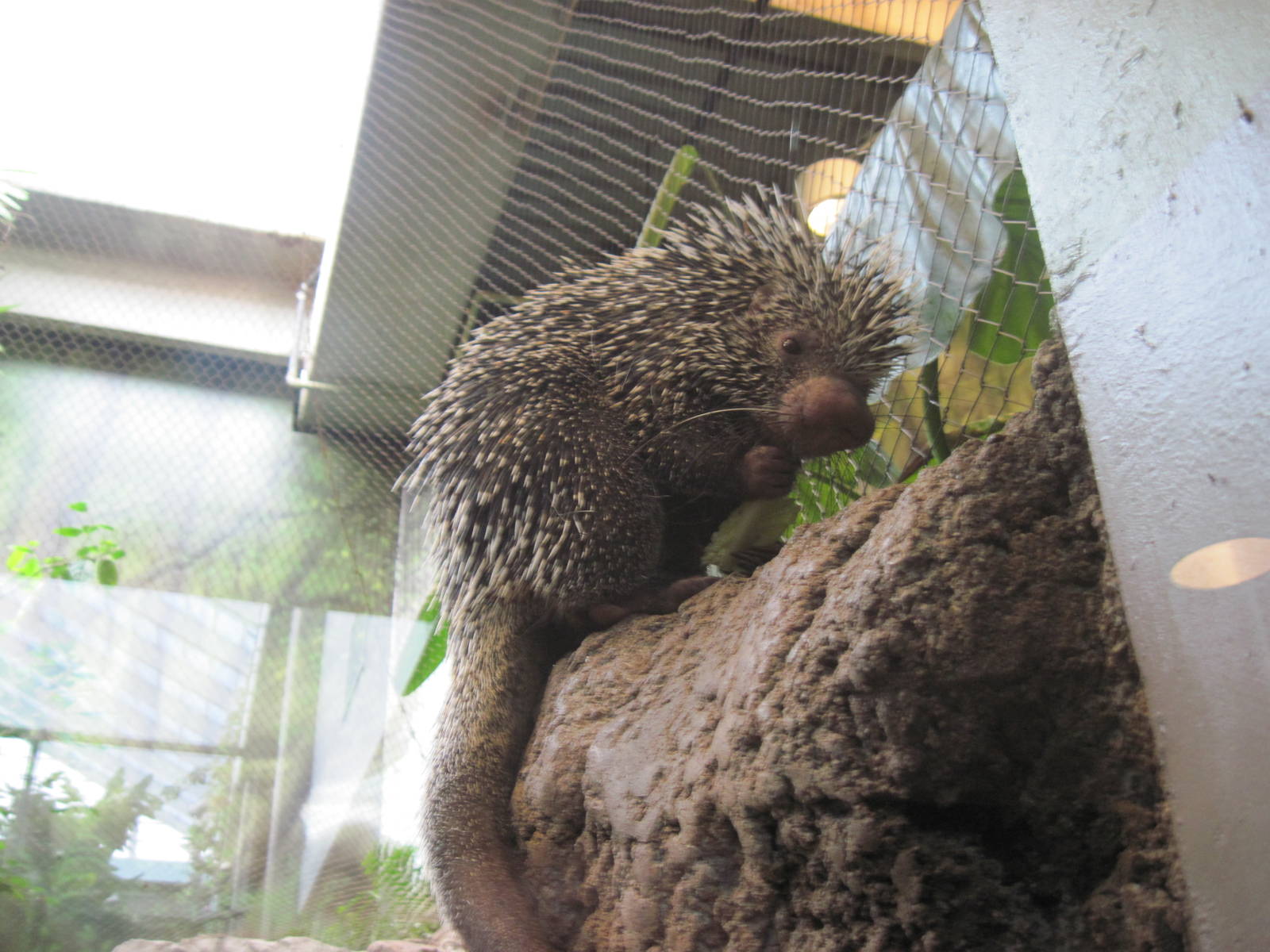 Tropics-Prehensile-tailed Porcupine