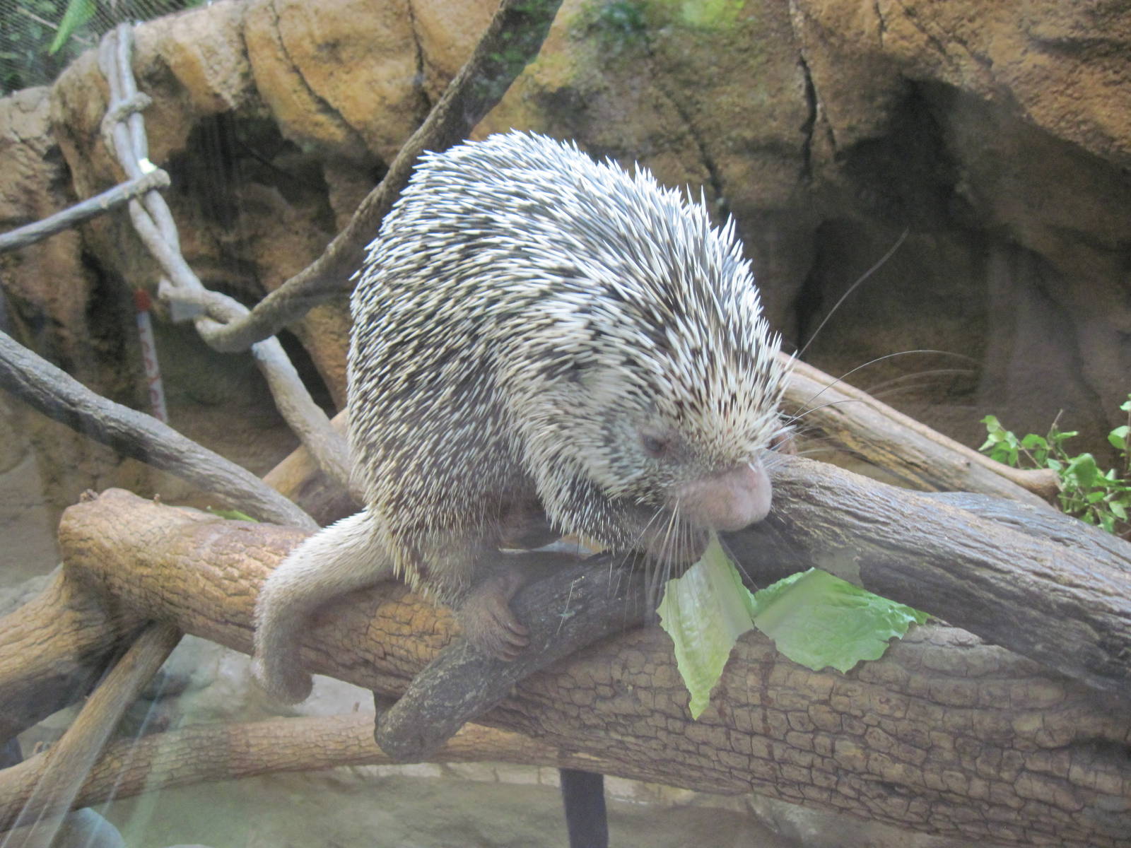 Tropics-Prehensile-tailed Porcupine