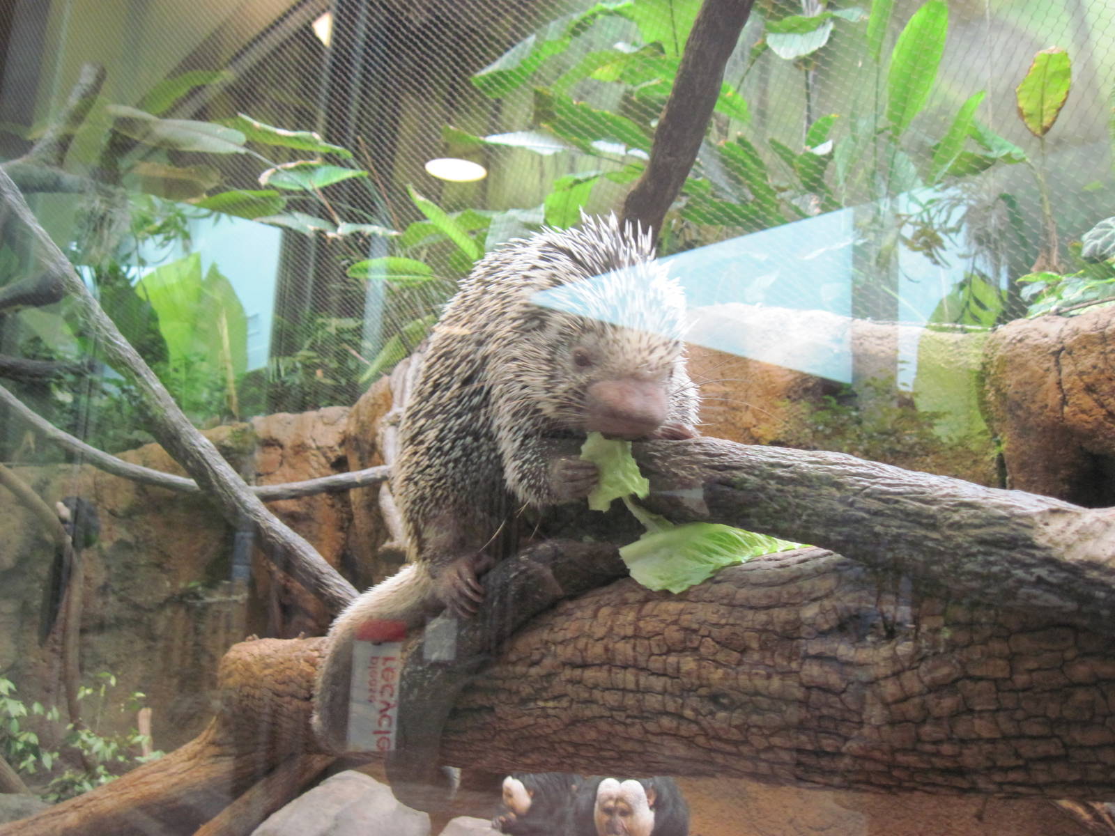 Tropics-Prehensile-tailed Porcupine
