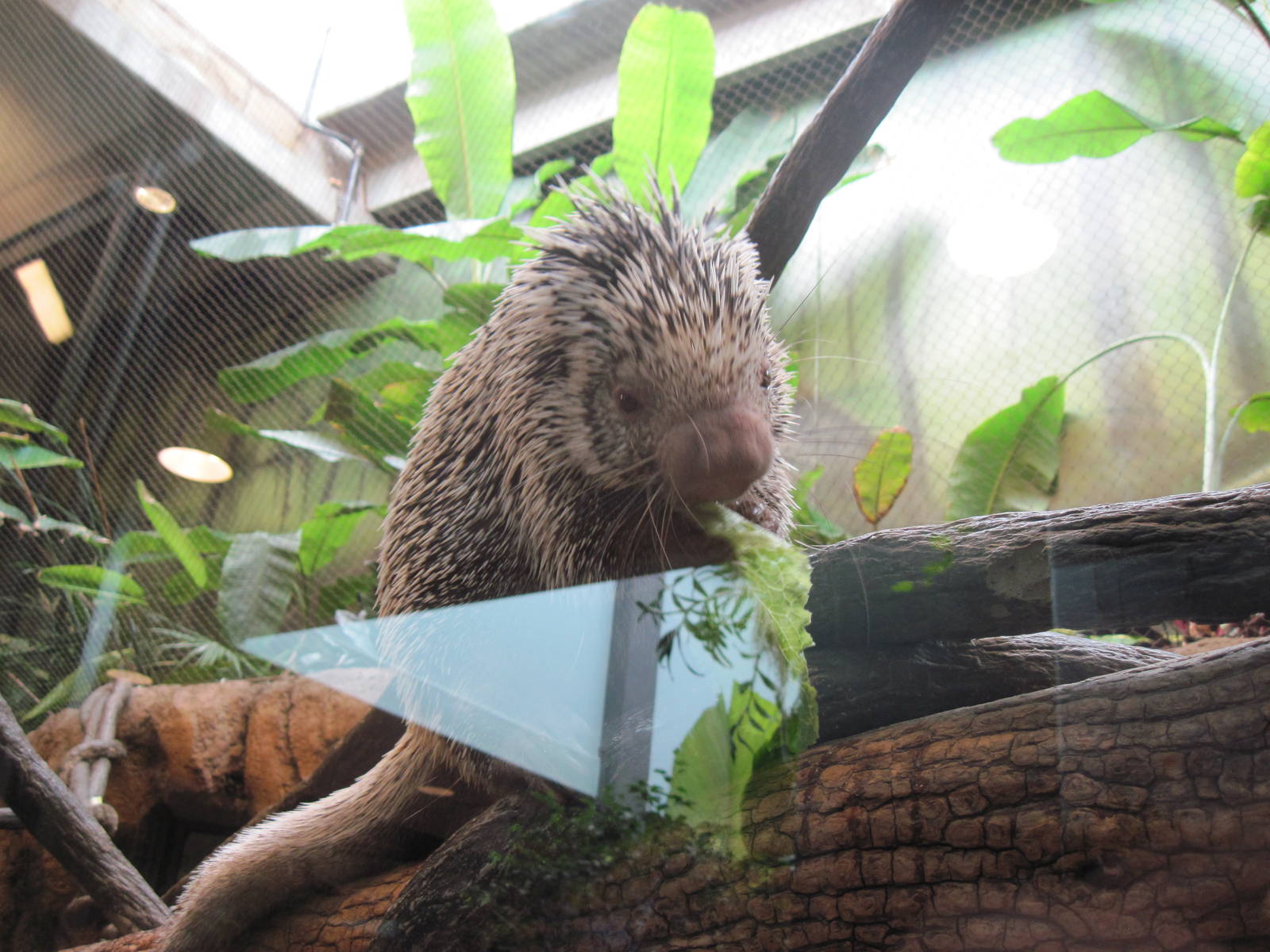 Tropics-Prehensile-tailed Porcupine