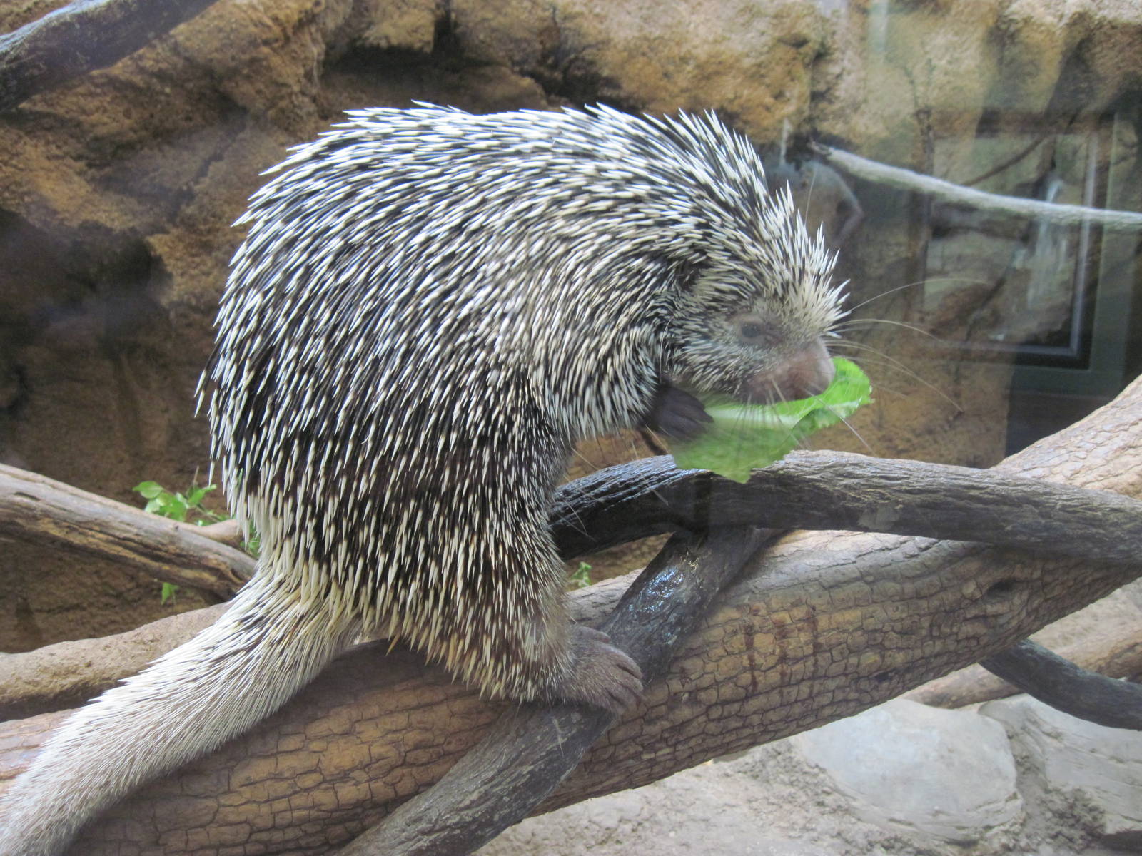 Tropics-Prehensile-tailed Porcupine