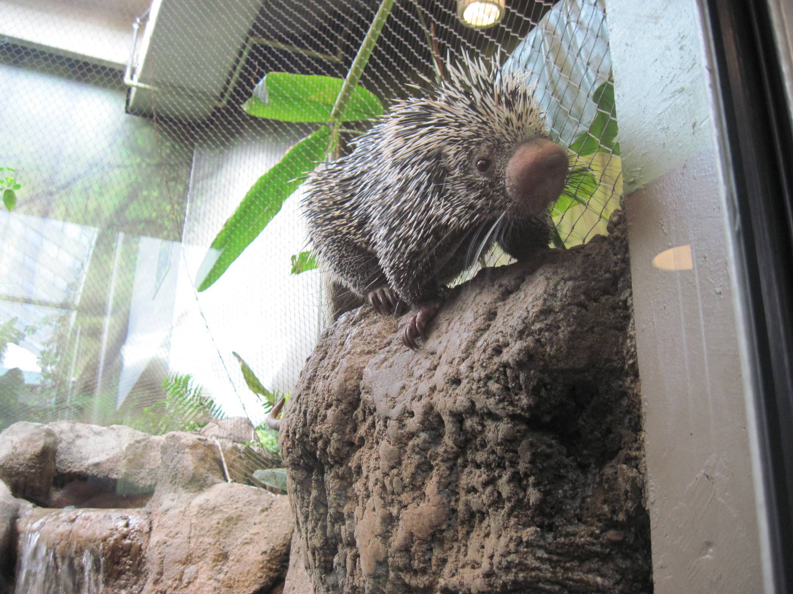 Tropics-Prehensile-tailed Porcupine