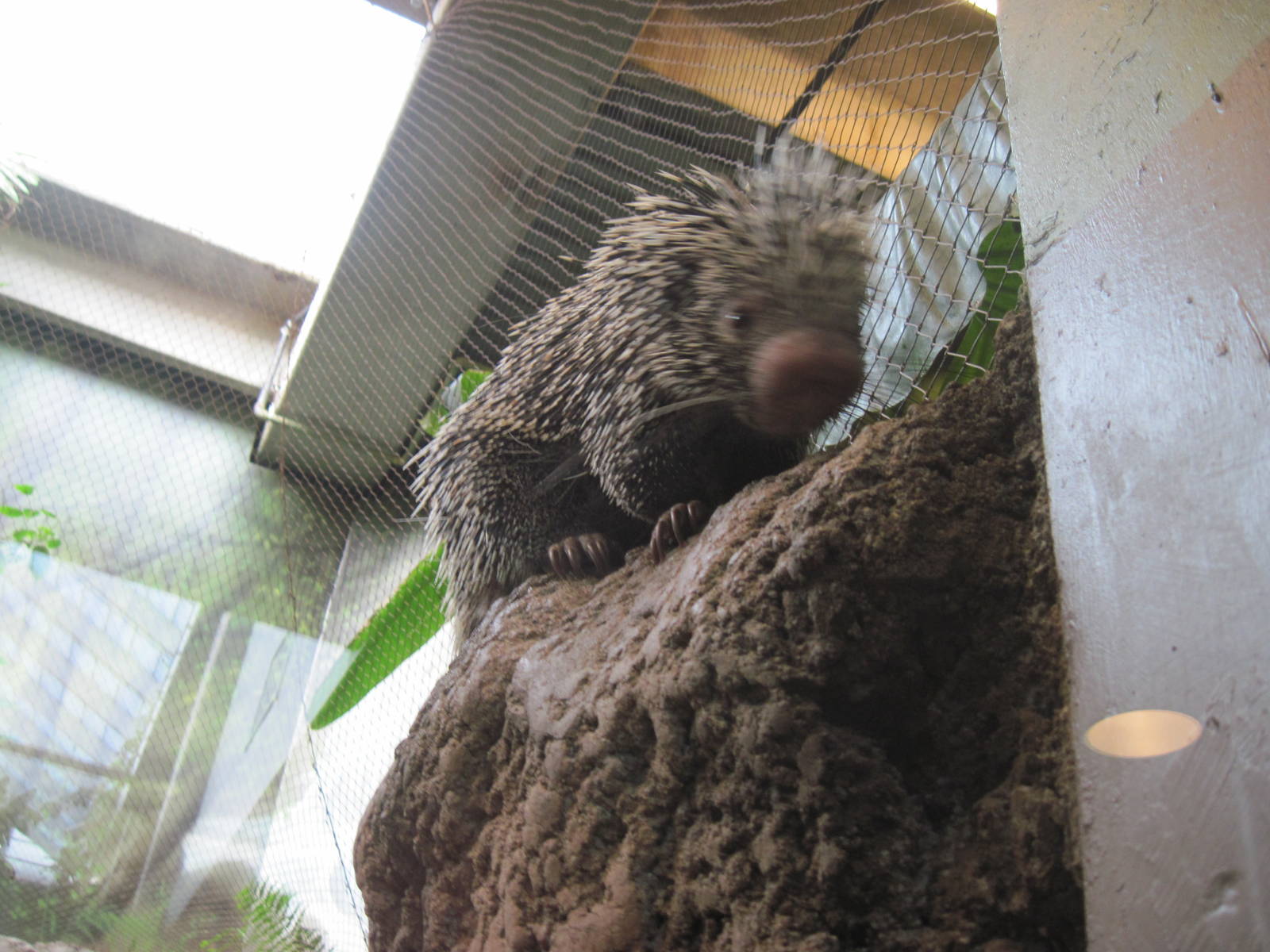 Tropics-Prehensile-tailed Porcupine