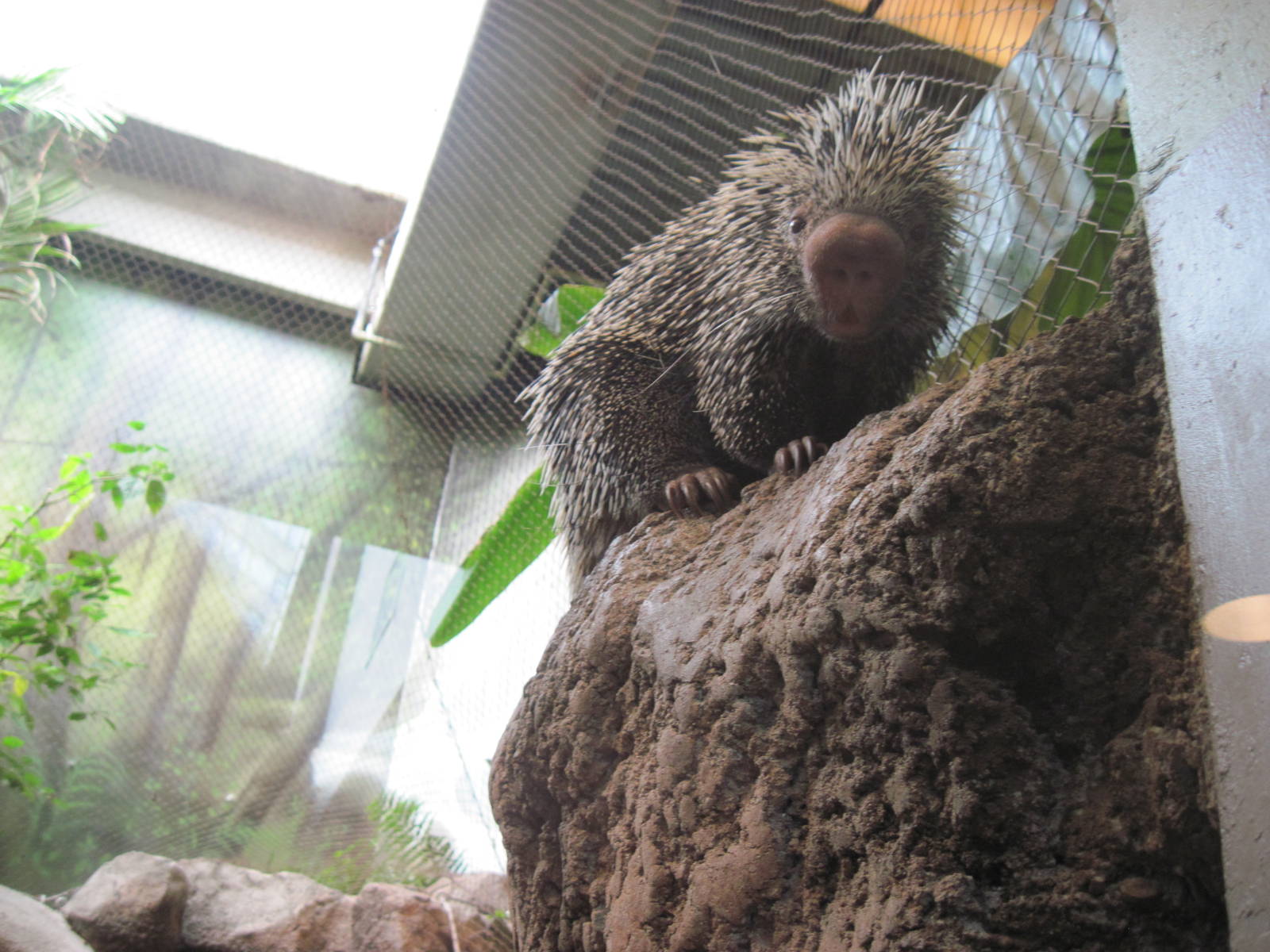 Tropics-Prehensile-tailed Porcupine