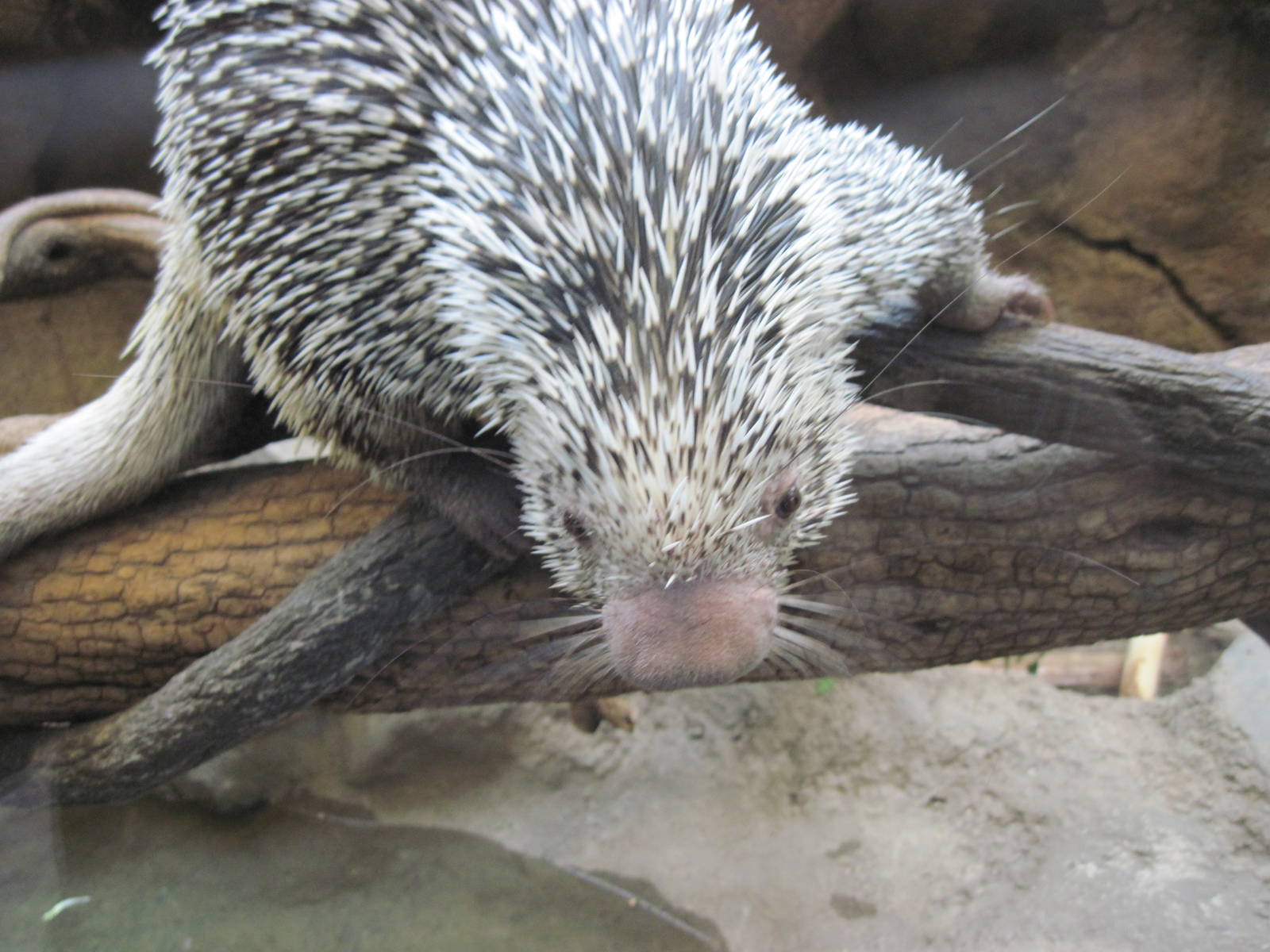 Tropics-Prehensile-tailed Porcupine