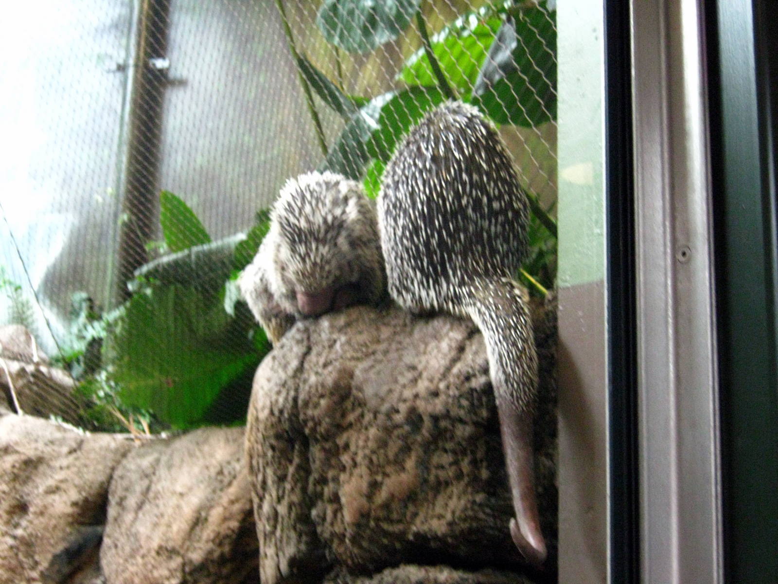 Tropics-Prehensile-tailed Porcupines