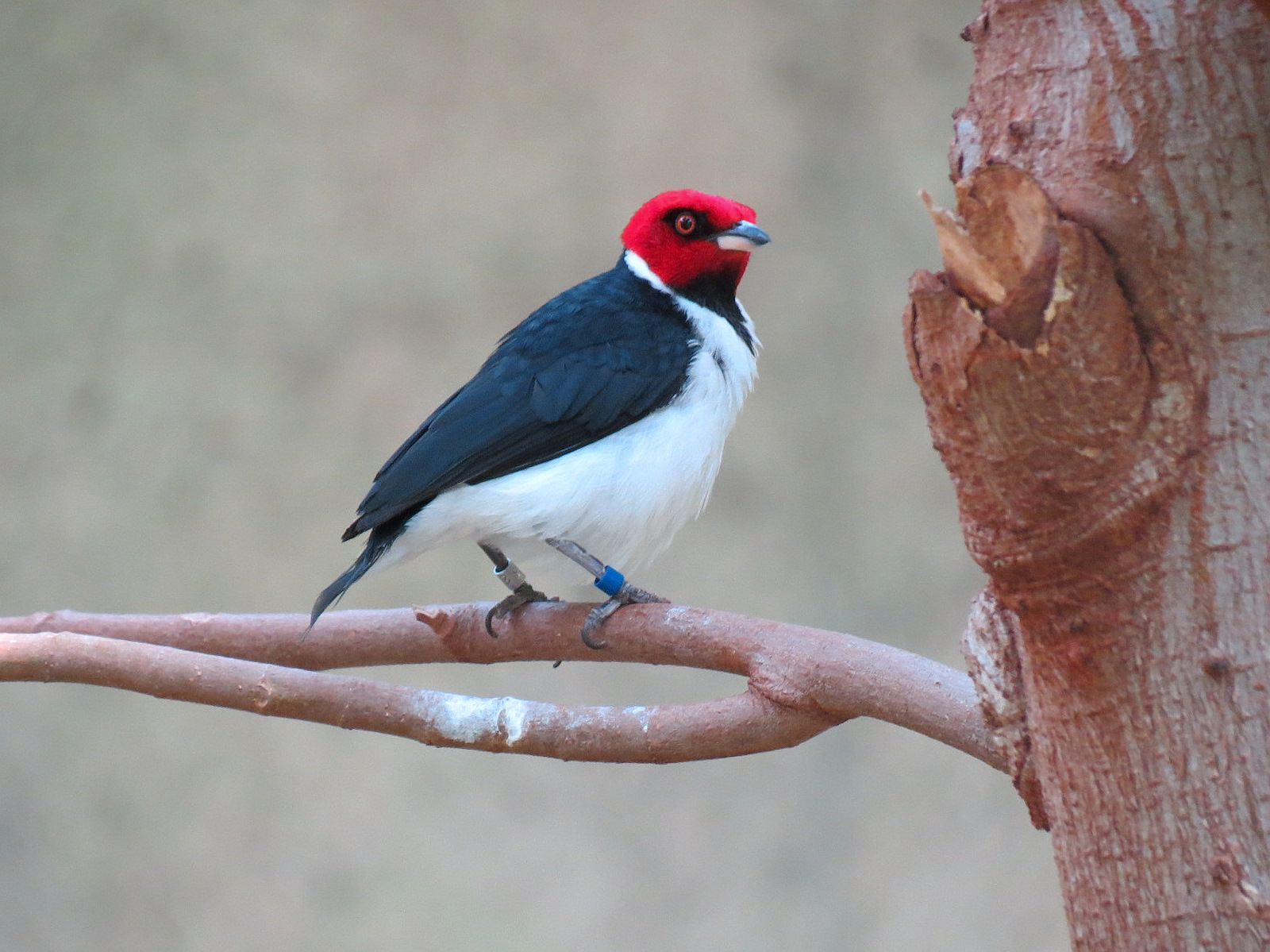 Tropics - Red-capped Cardinal
