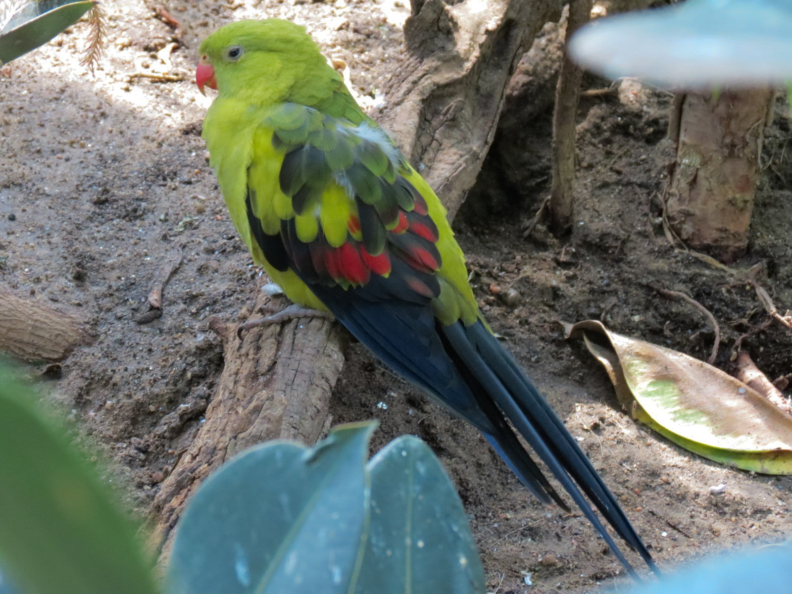Tropics - Regent Parrot