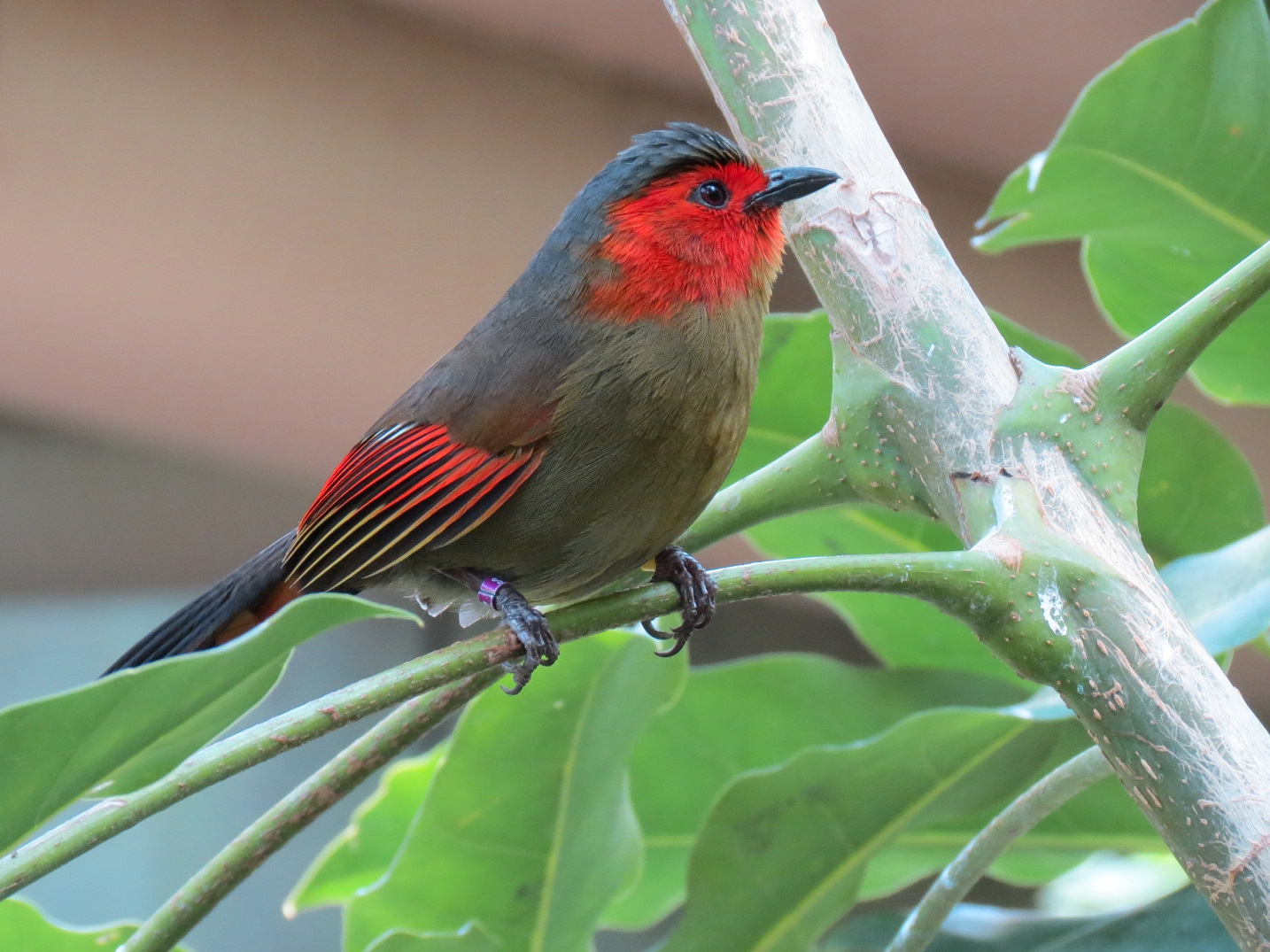 Tropics - Scarlet-faced Leocichla