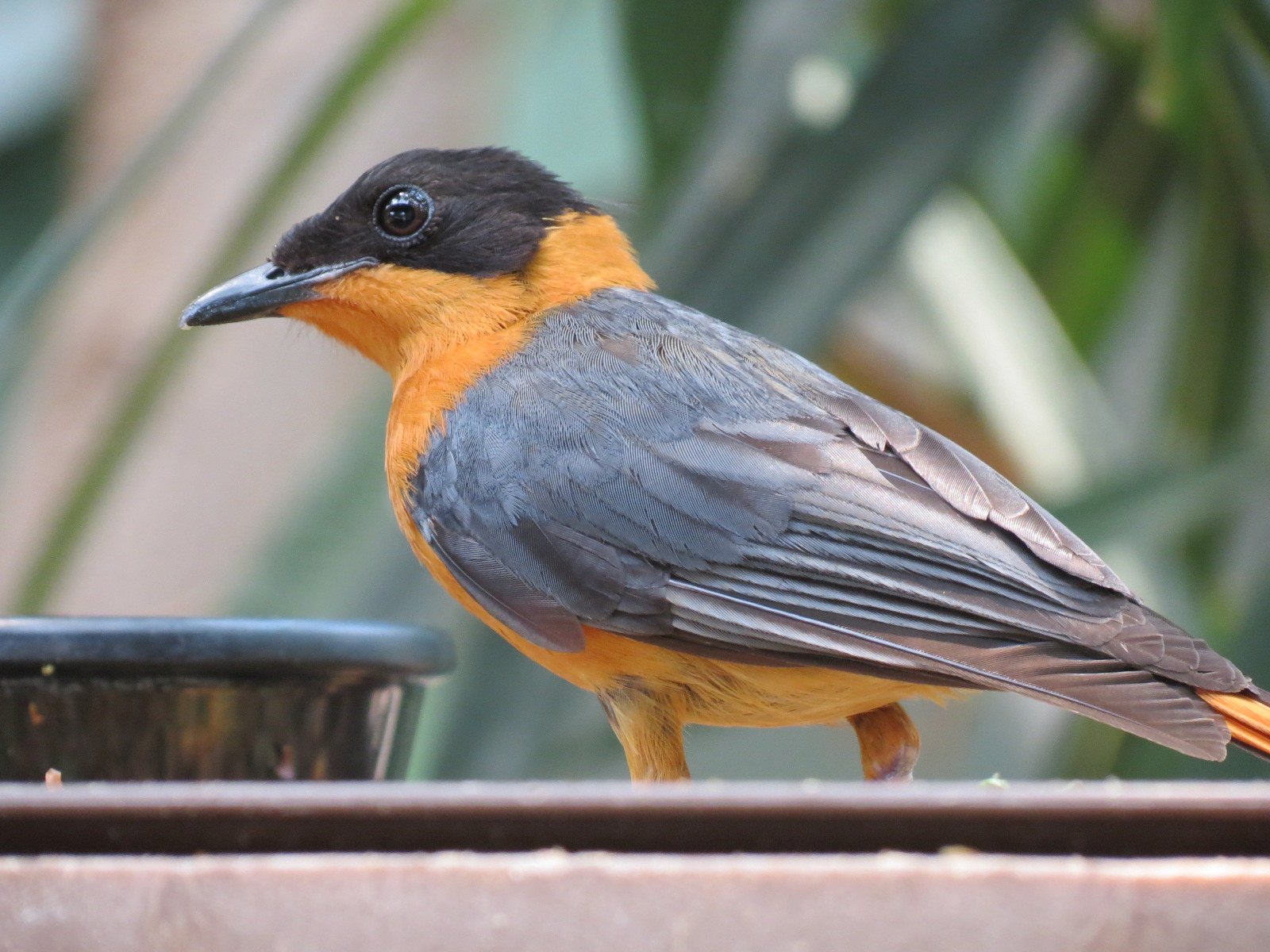 Tropics - Snowy-crowned Robin-chat