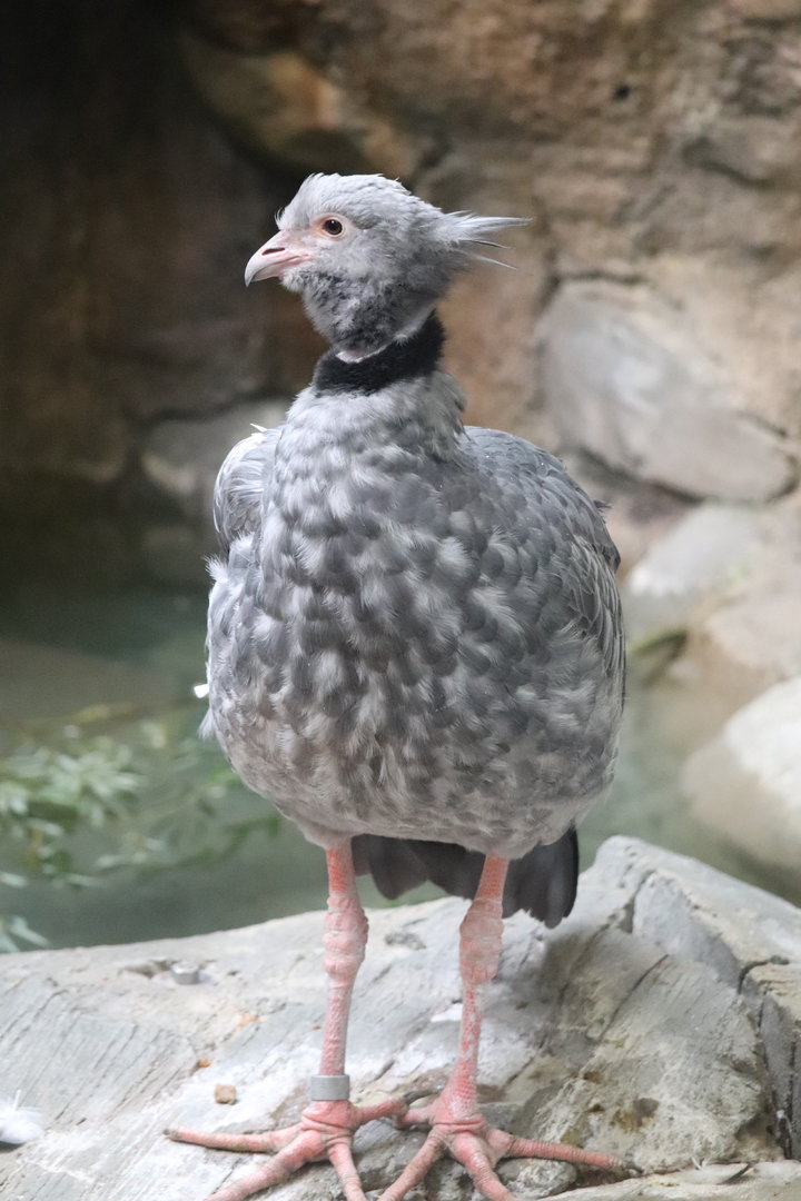 Tropics - Southern Screamer