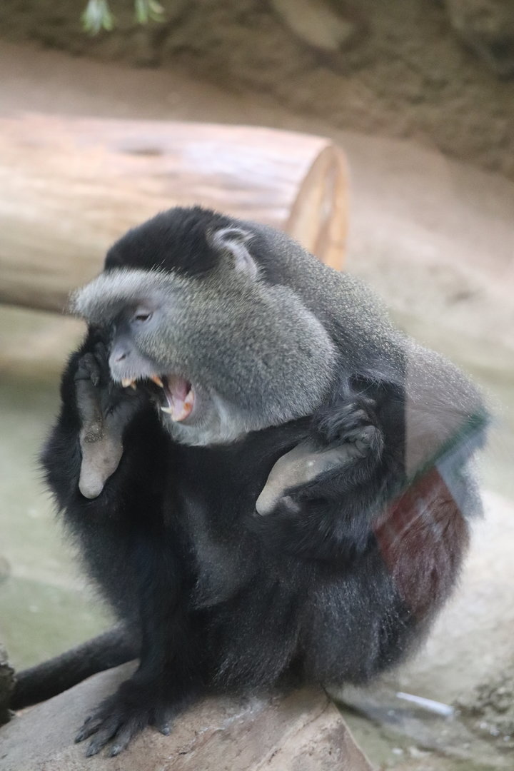 Tropics - Stuhlmann’s Blue Monkey