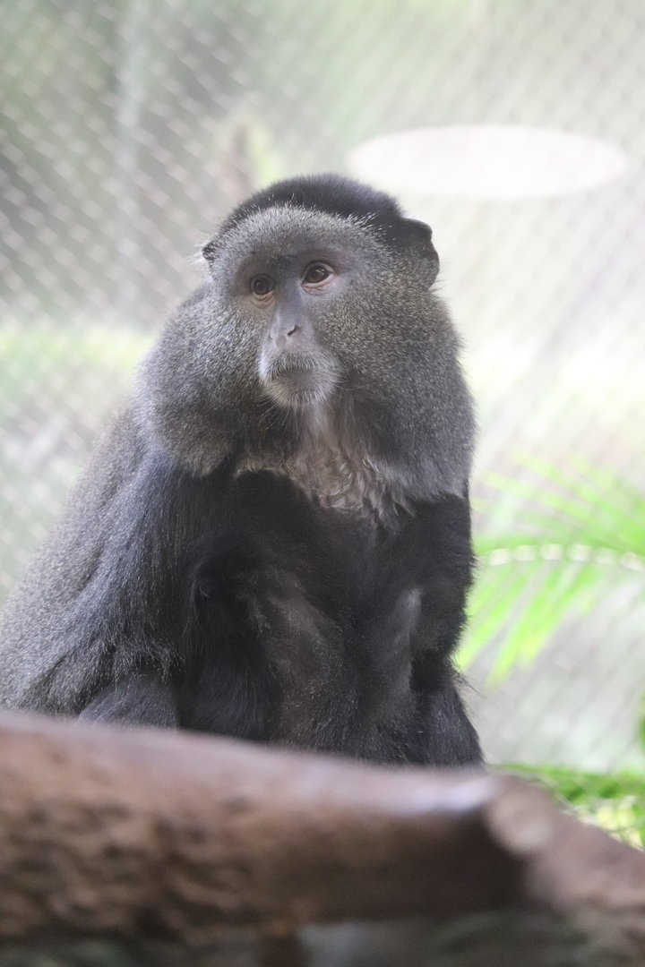 Tropics - Stuhlmann’s Blue Monkey