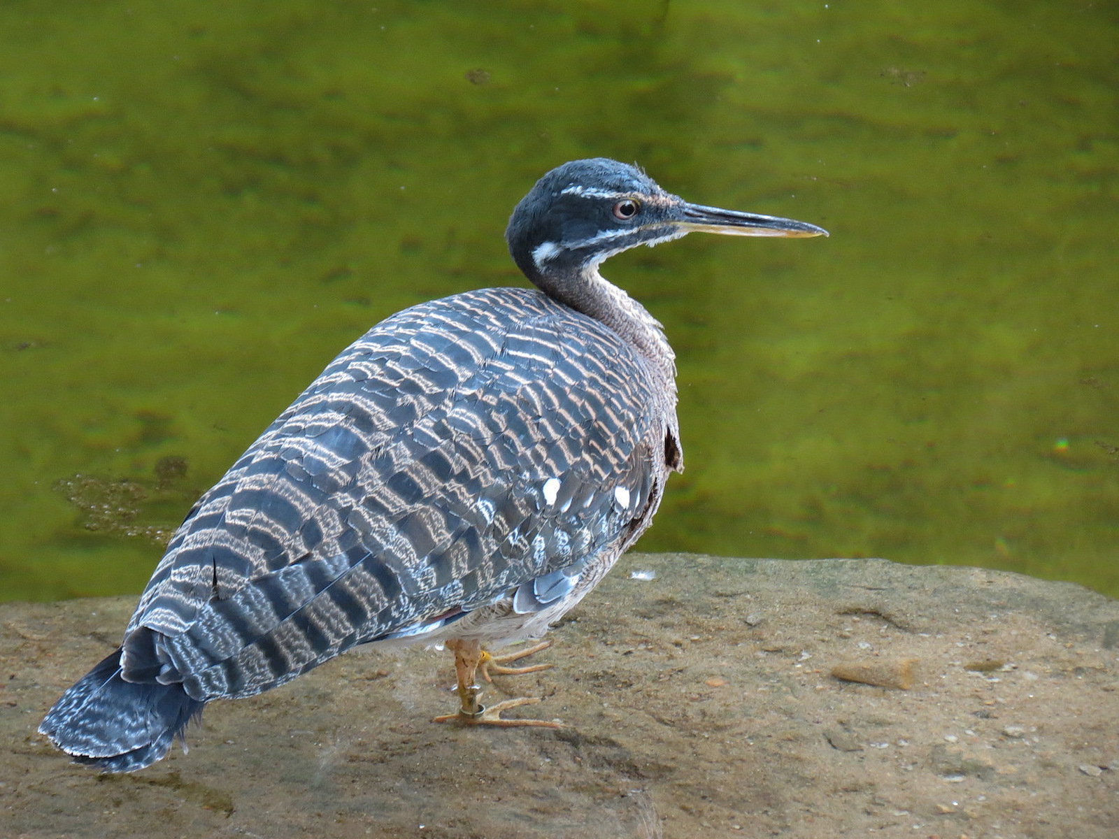 Tropics - Sunbittern