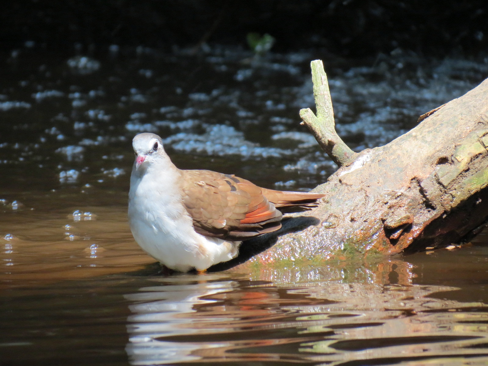 Tropics - Tambourine Dove