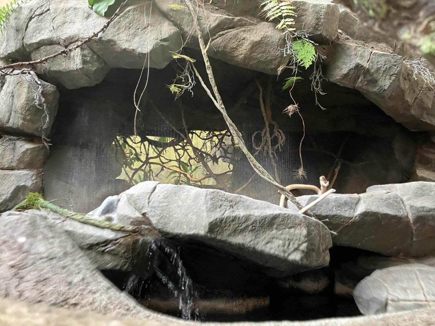 Tropics Trail - African Fruit Bats Exhibit