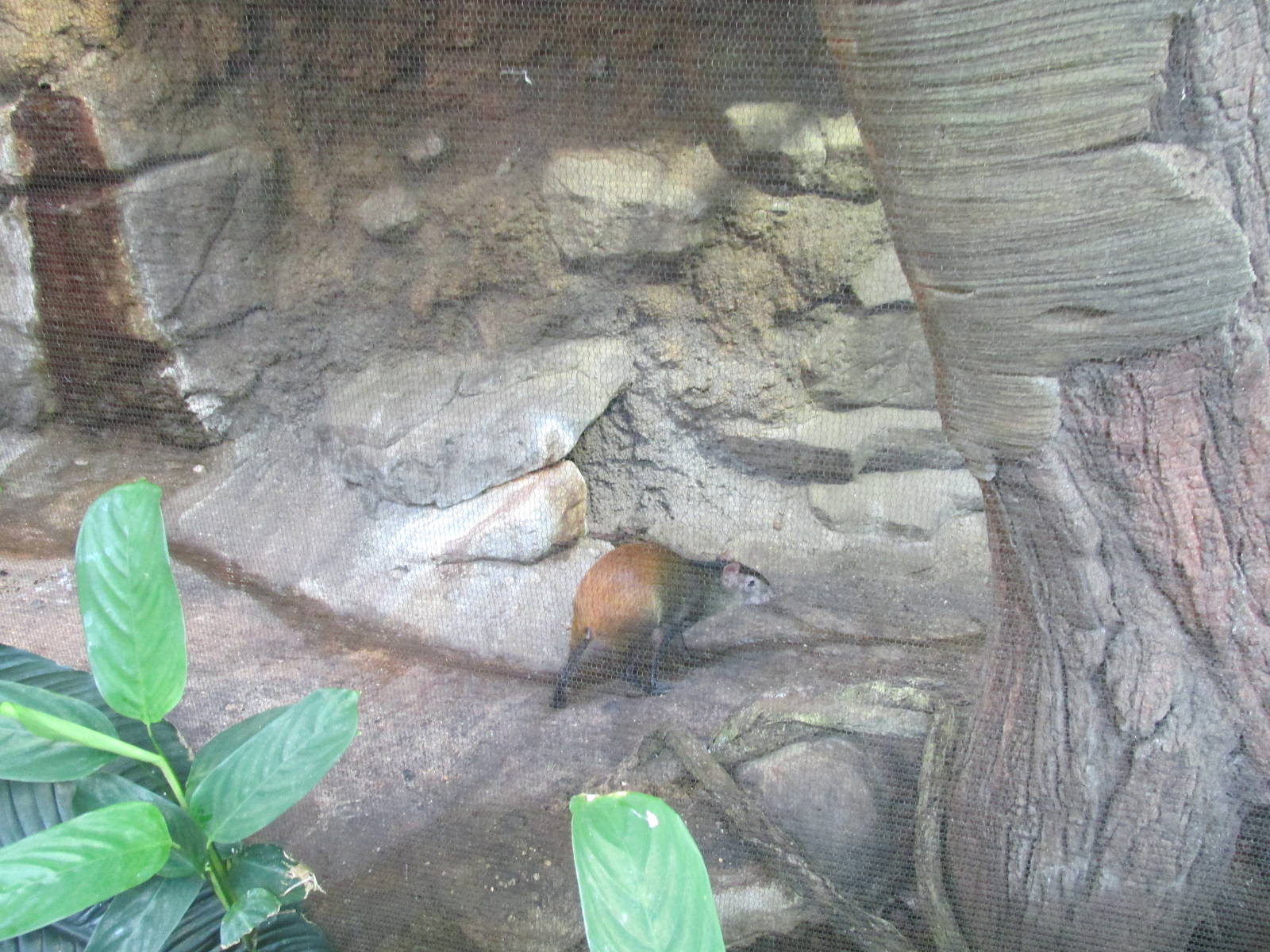 Tropics Trail Agouti Exhibit