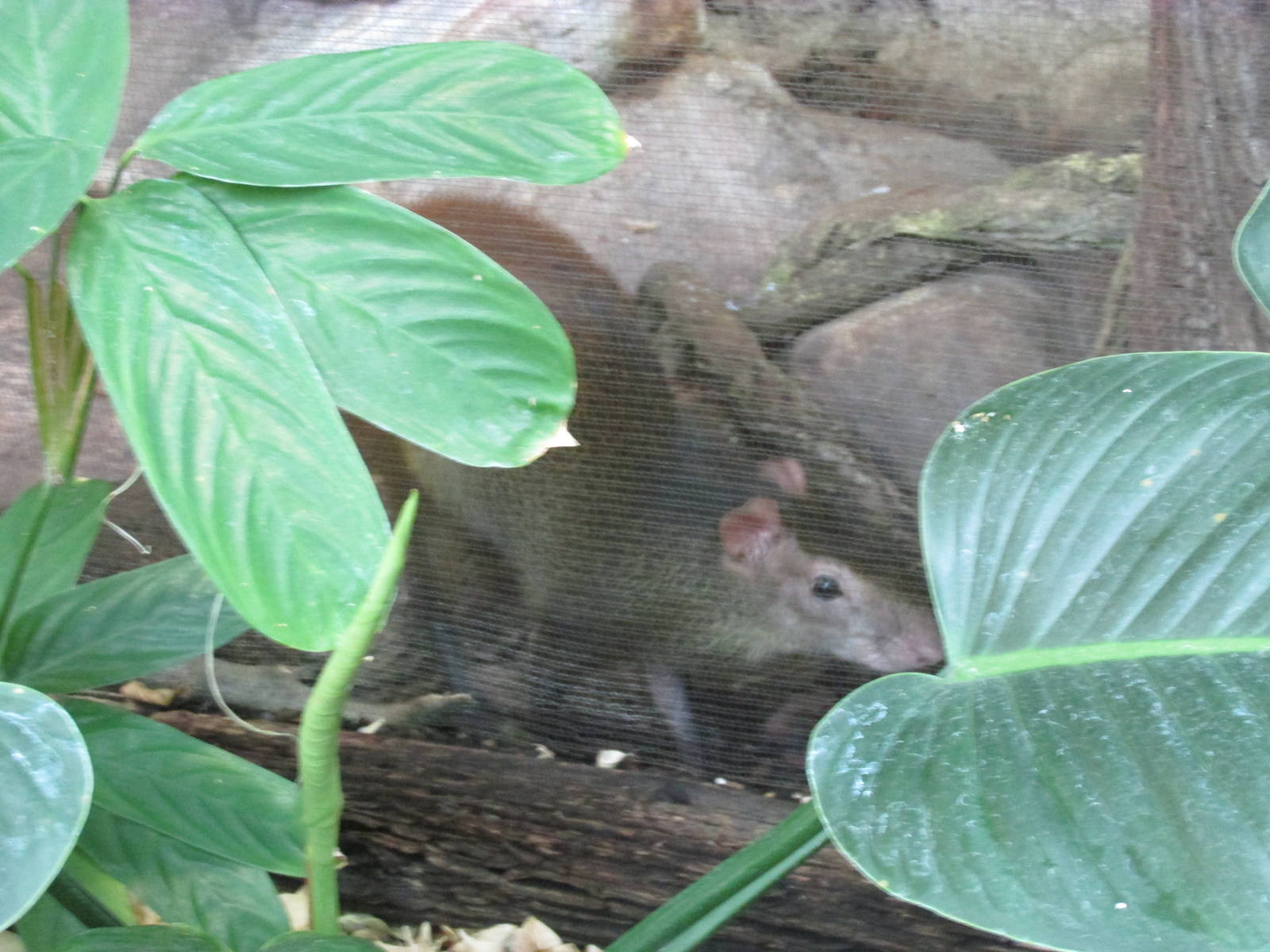 Tropics Trail Agouti