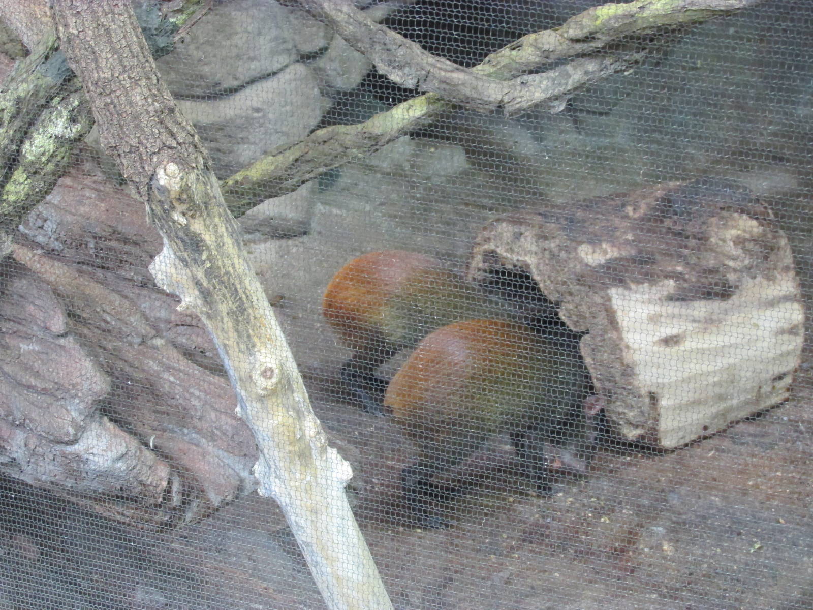 Tropics Trail Agouti