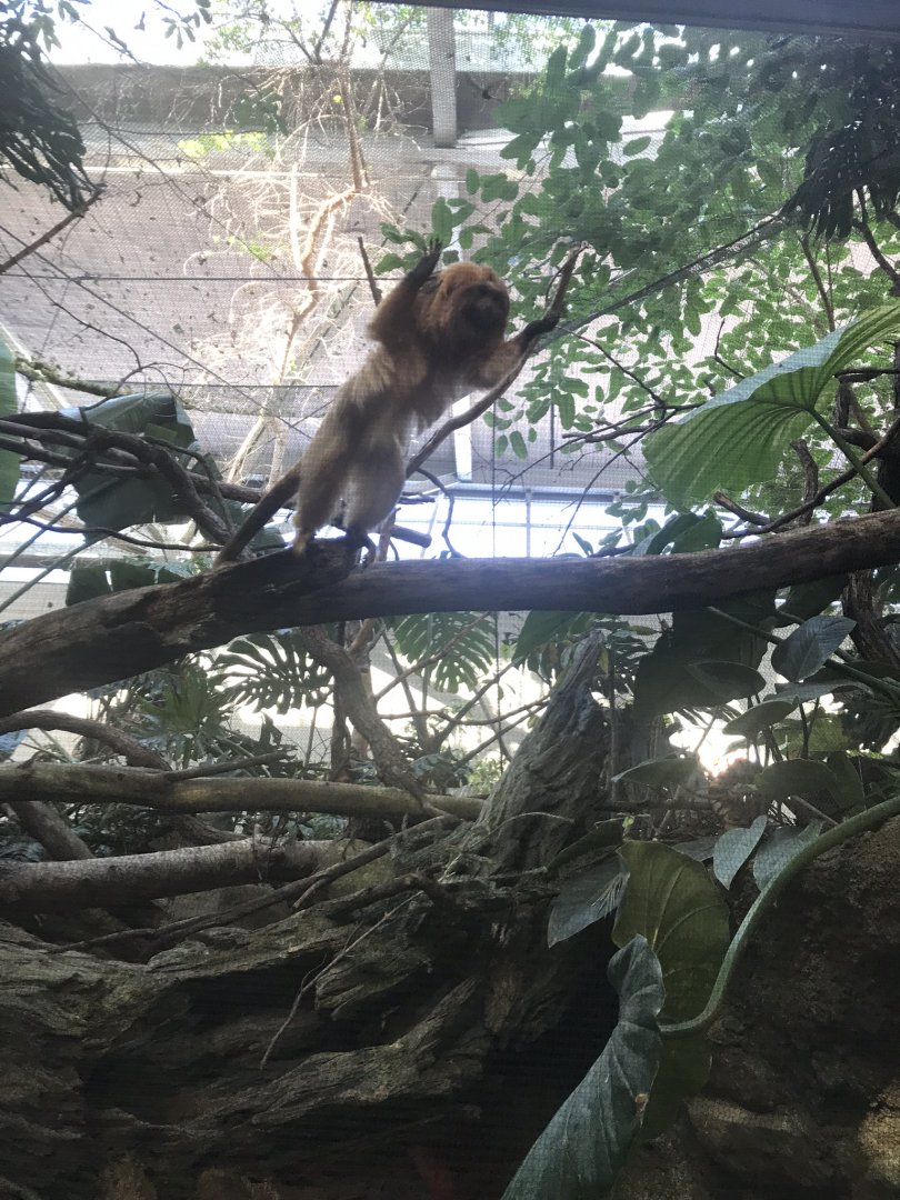 Tropics trail angry tamarin