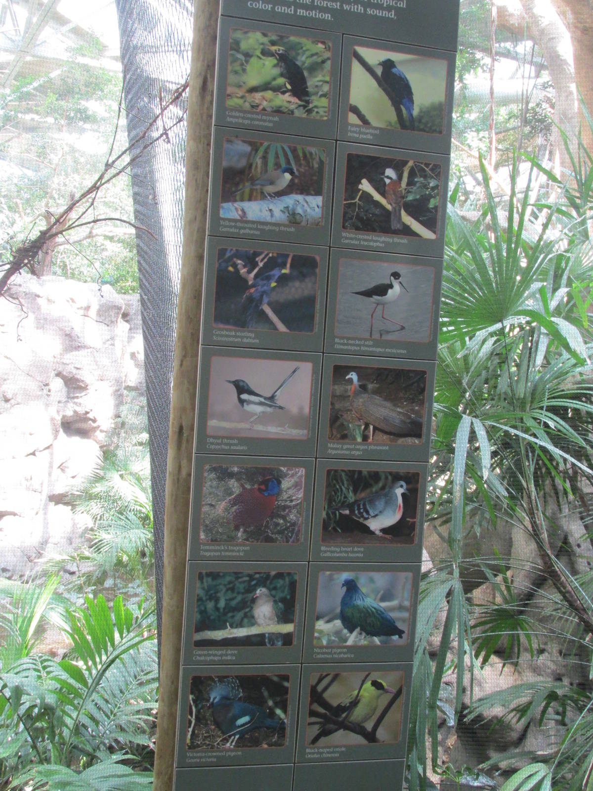 Tropics Trail Asia Avairy Species List