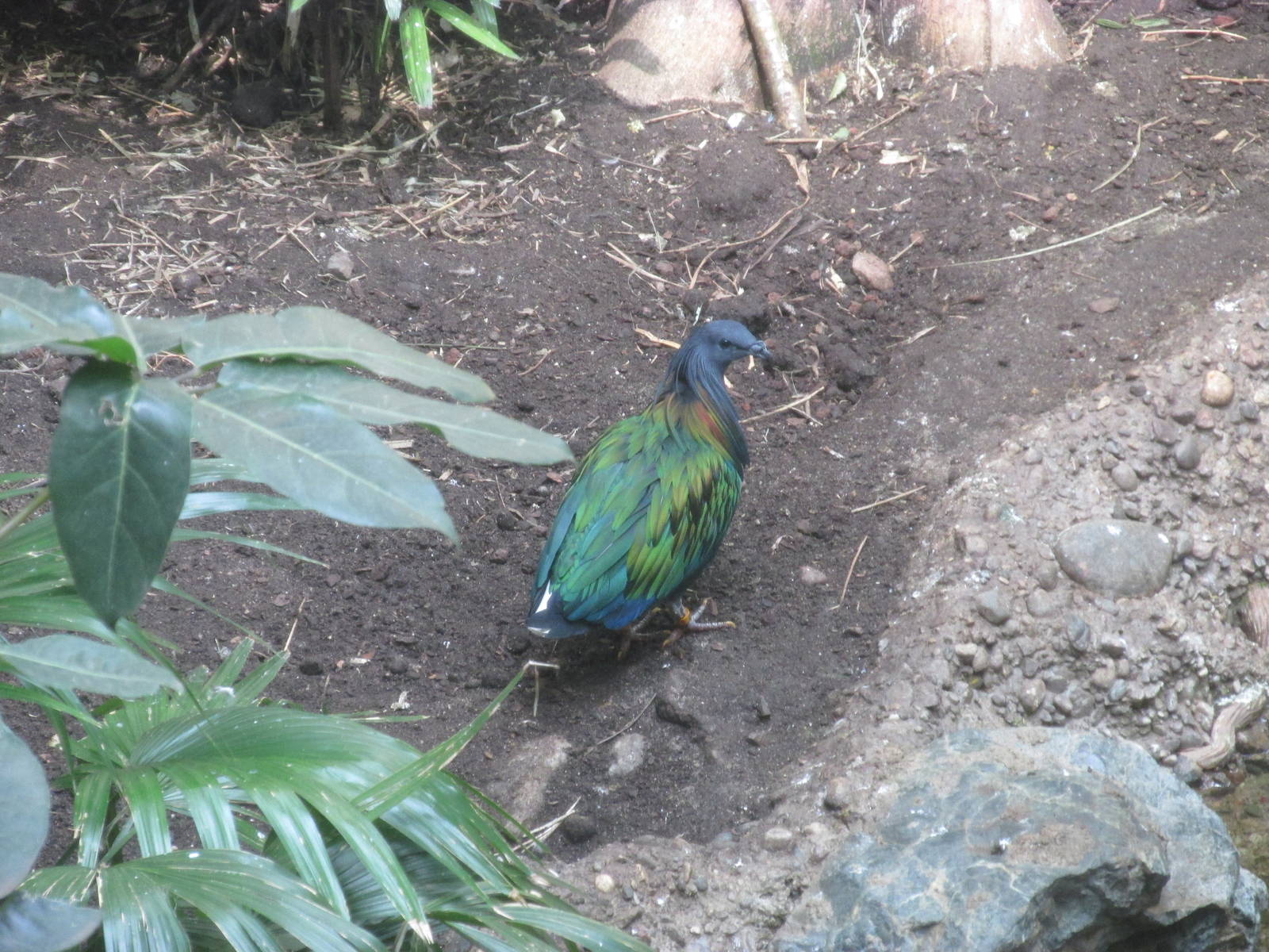 Tropics Trail Asia Avairy