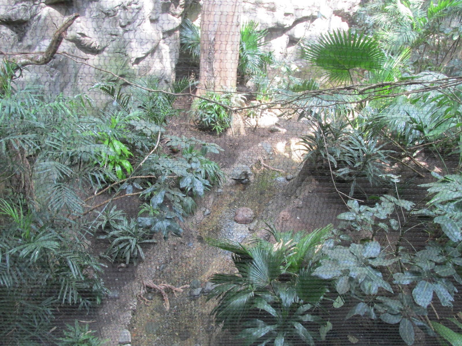 Tropics Trail Asia Avairy