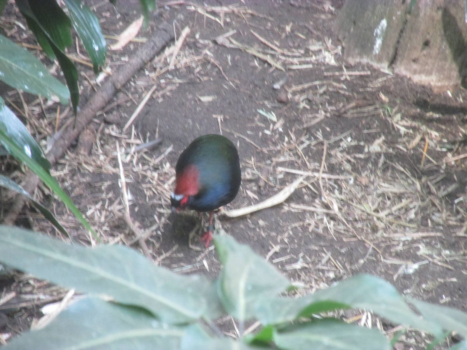 Tropics Trail Asia Avairy